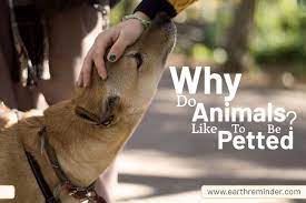 Why Do Animals Like Being Pet