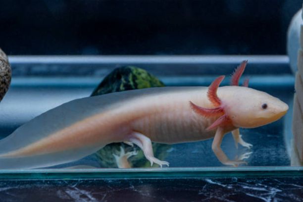 how much does an axolotl cost