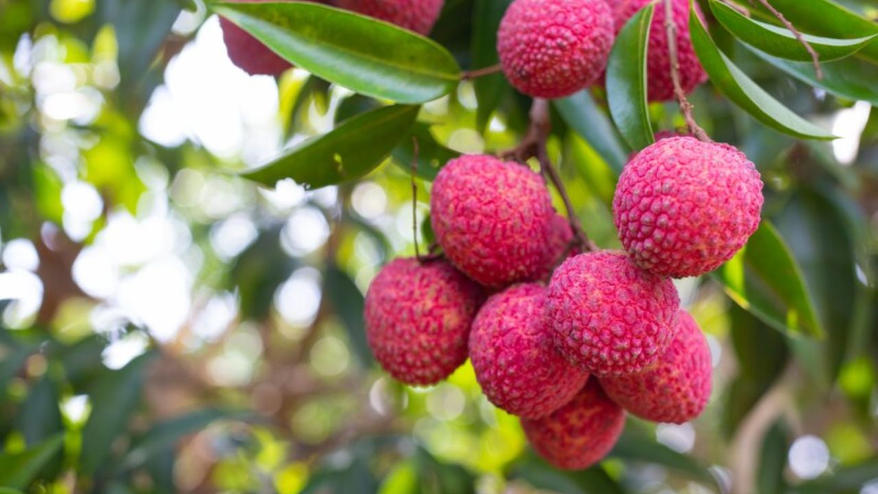 lychee-pronunciation-for-asians