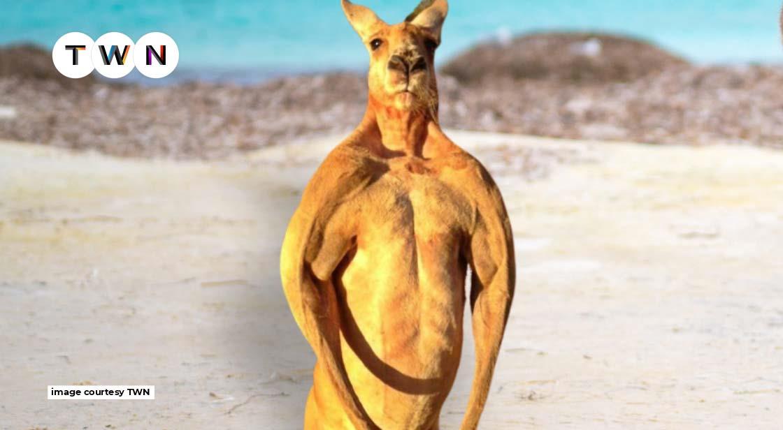 why are kangaroos so buff