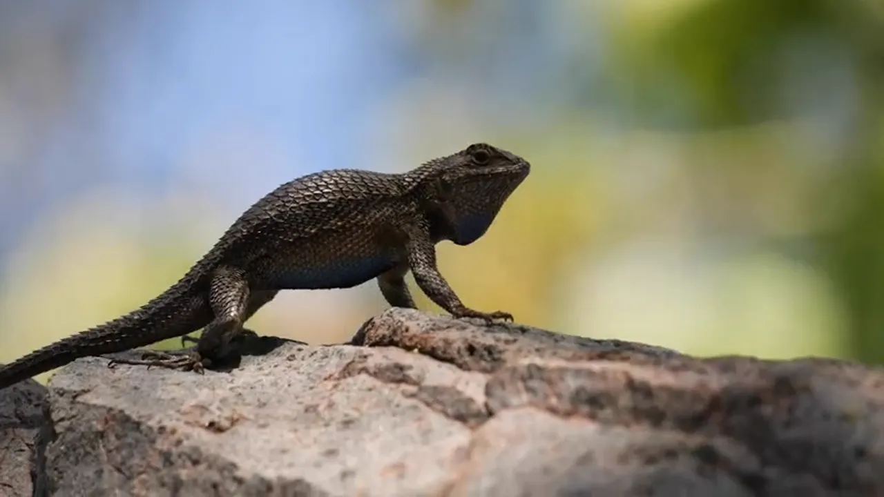 Why Do Male Lava Lizards Do Push-Ups