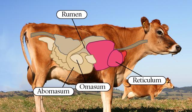how many stomachs does a cow have