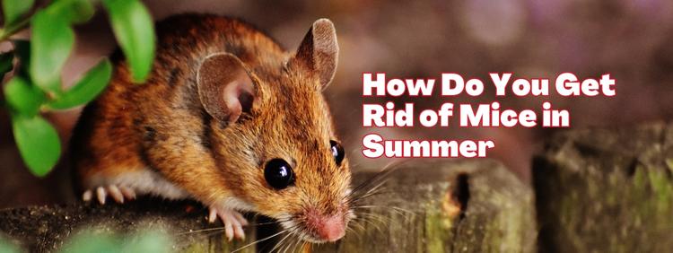 Why-Do-Mice-Come-in-the-House-in-the-Summer
