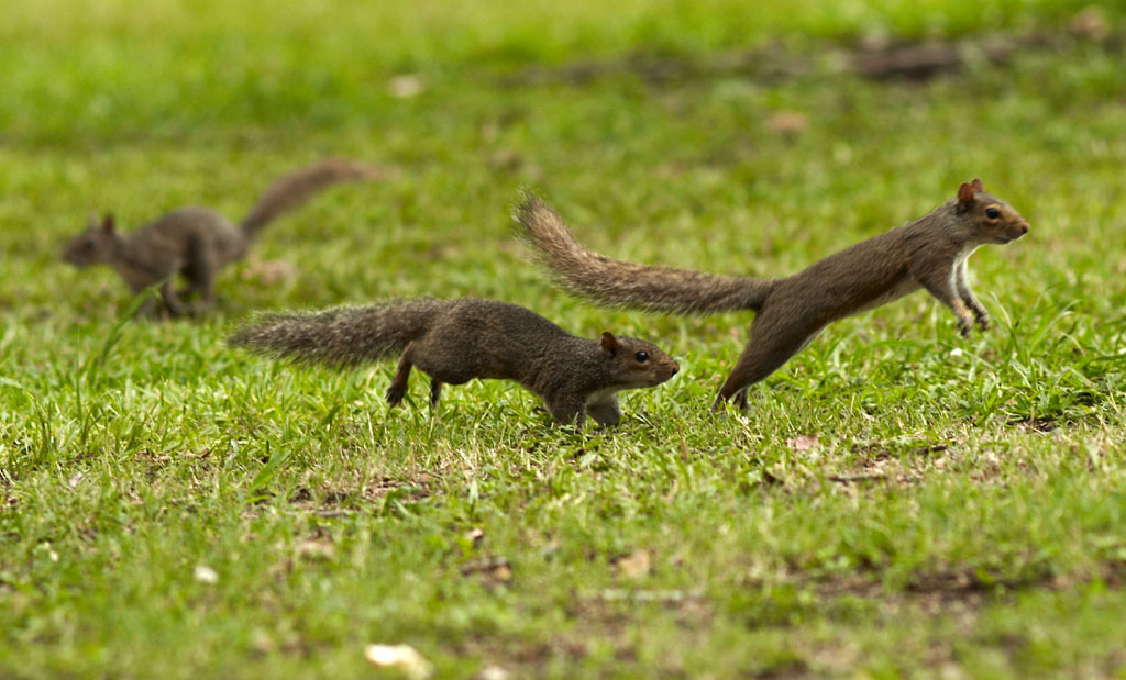 Why do Squirrels Chase Each Other