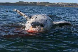 death burp whale