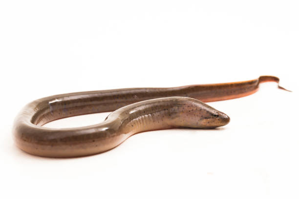 how do eels reproduce