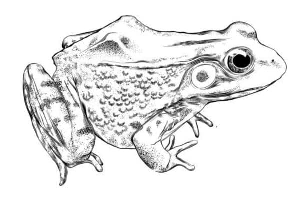 how to draw a frog
