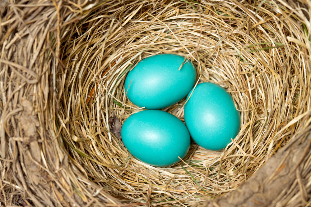 what-birds-lay-blue-eggs