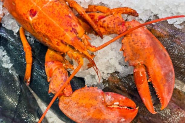 why lobster is expensive