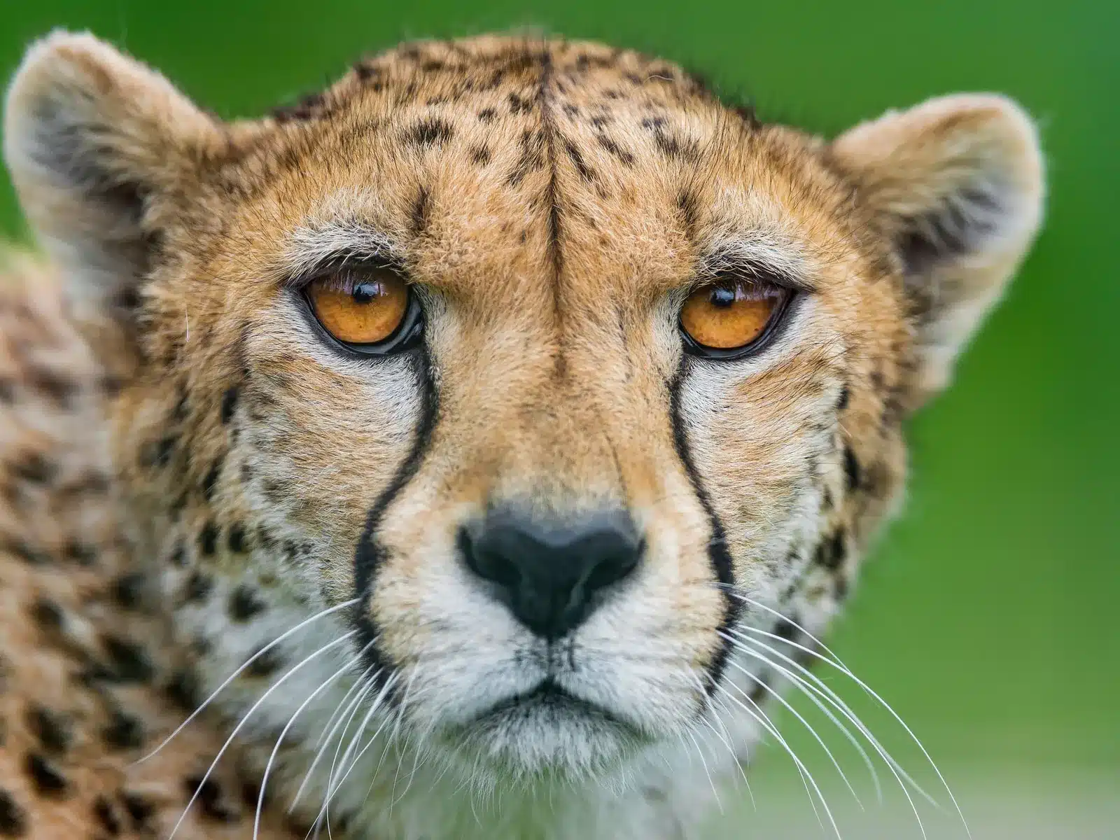 How Fast Can a Cheetah Run: Speed Miracle in the Animal Kingdom - Kiiky ...