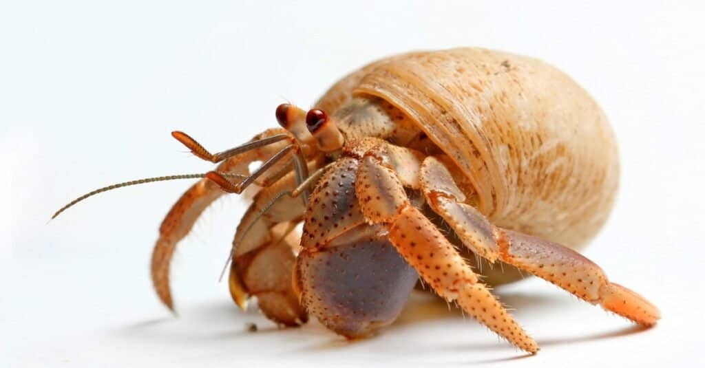 How Long Do Hermit Crabs Live