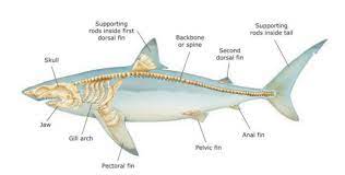 How Many Bones Does a Shark Have