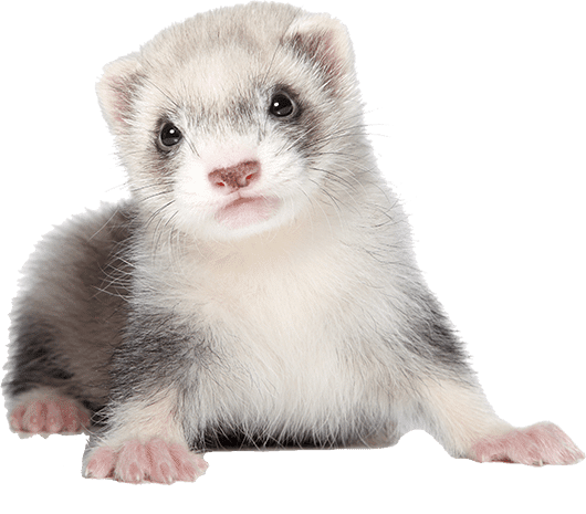 How Much Are Ferrets