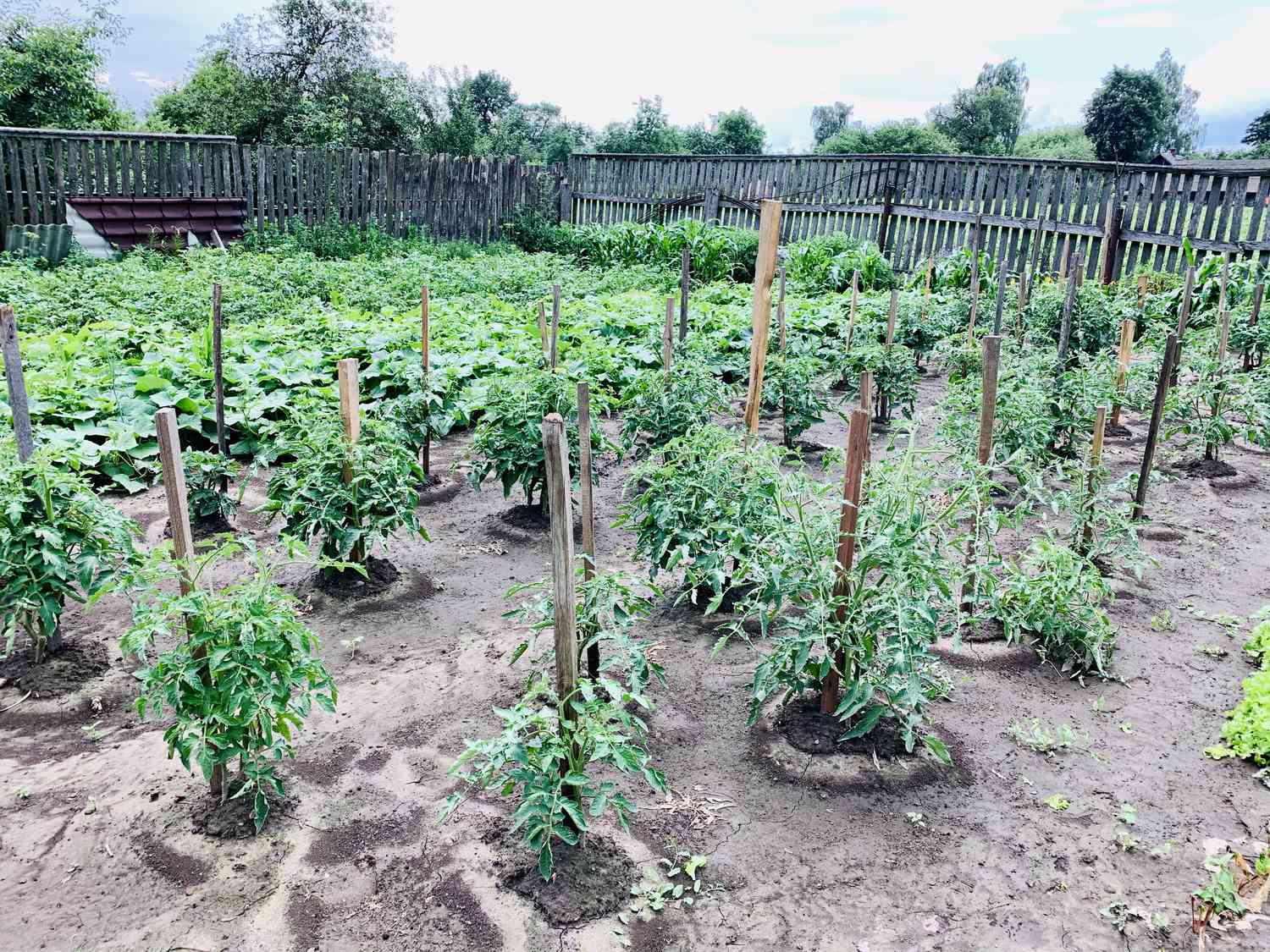 how far apart to plant tomatoes