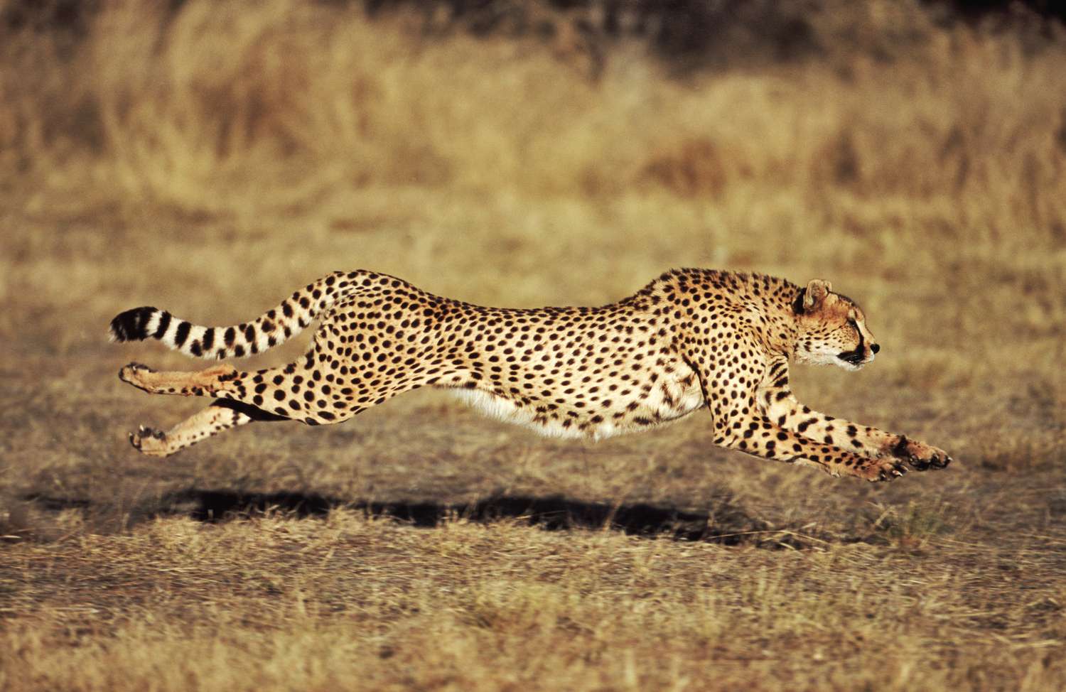 how fast are cheetahs