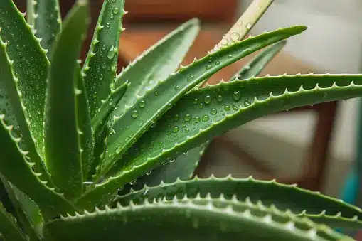 How to Propagate Aloe