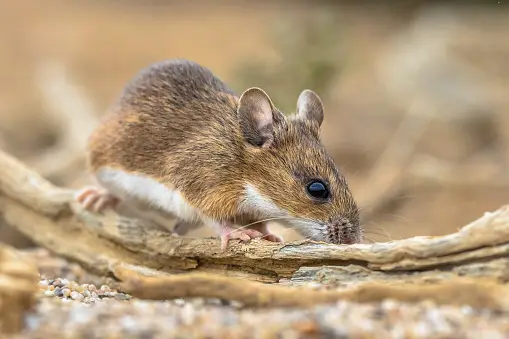 How Long Do Mice Live