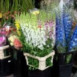 urban-flower-market-scholarship