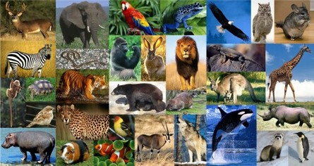 programas de grado-zoología en línea