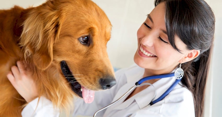 Como posso obter um doutor em medicina veterinária - dvm degree