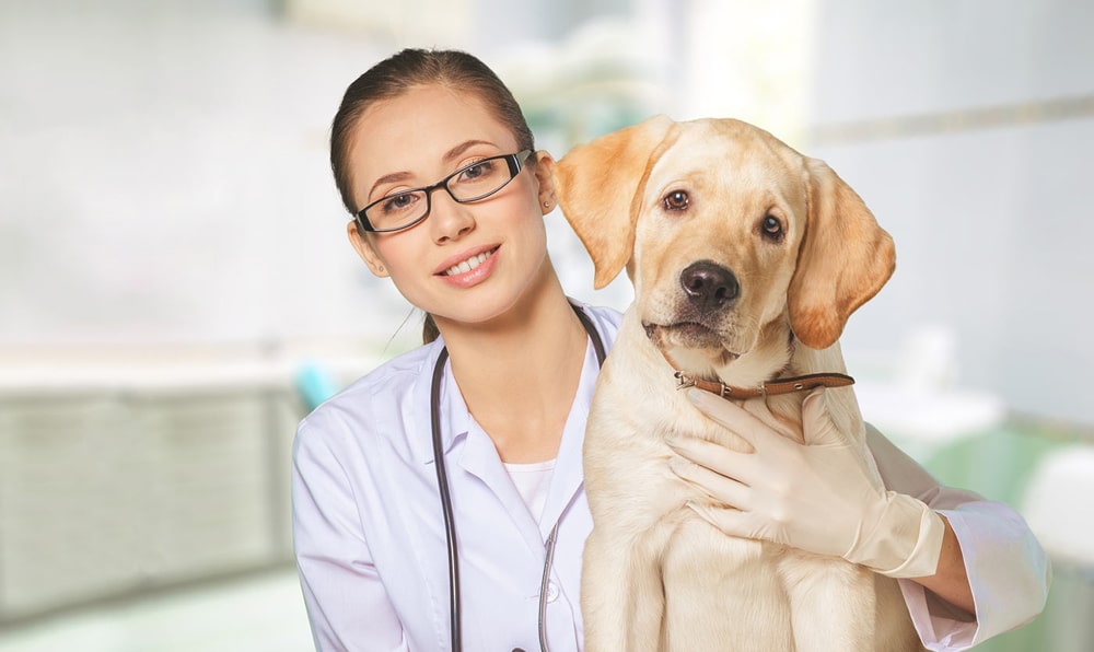 veterinary-colleges-in-new-york