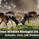 ¿Qué hace el biólogo de vida silvestre?