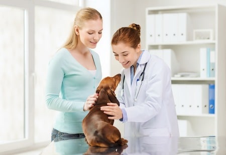 Easiest-Veterinary-(Vet)-Schools-To-Get-Into-In-USA-Acceptance-rate