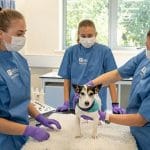 Study In Australia-Top 4 Veterinary Medicine and Science Universities-Tuition and Cost of Living