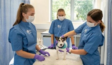 Study In Australia-Top 4 Veterinary Medicine and Science Universities-Tuition and Cost of Living