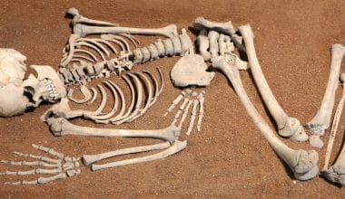 forensic anthropology schools