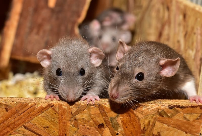 What Does it Mean to Dream about Rats