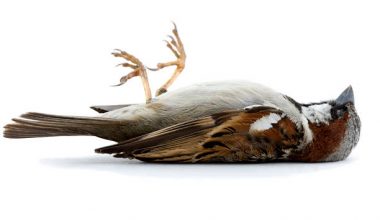 Learn what the meaning of a dream about dead birds is. Discover the interpretation and what it means to dream about dead birds.
