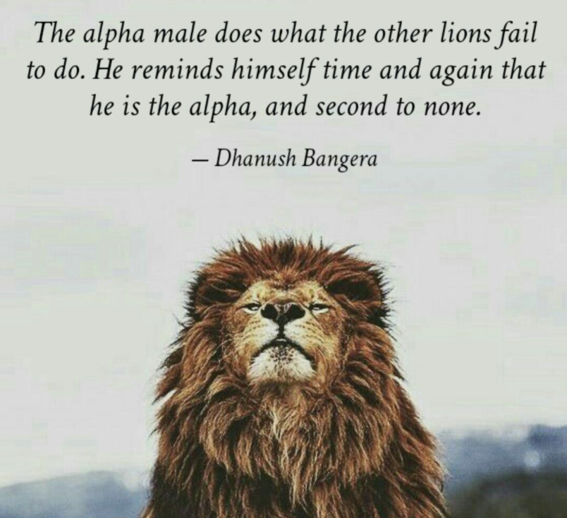 Alpha Male Quotes