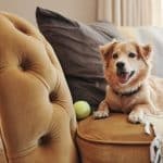 Best Dogs for College Students