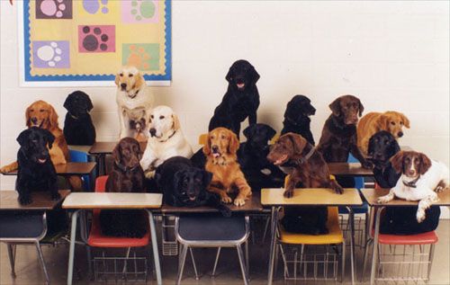 best schools for dogs to learn