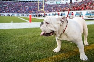 colleges with bulldog mascot