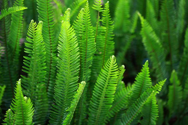 Ferns Are they Perennial Plant