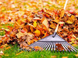 Why You Should Stop Raking Fall Leaves