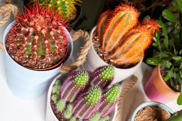 potting cactus plants