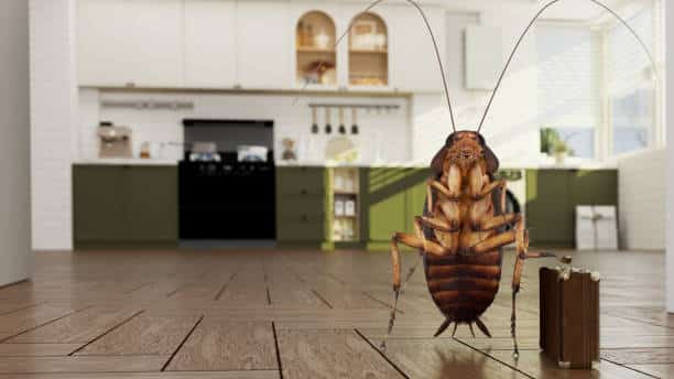 How do roaches get into homes?